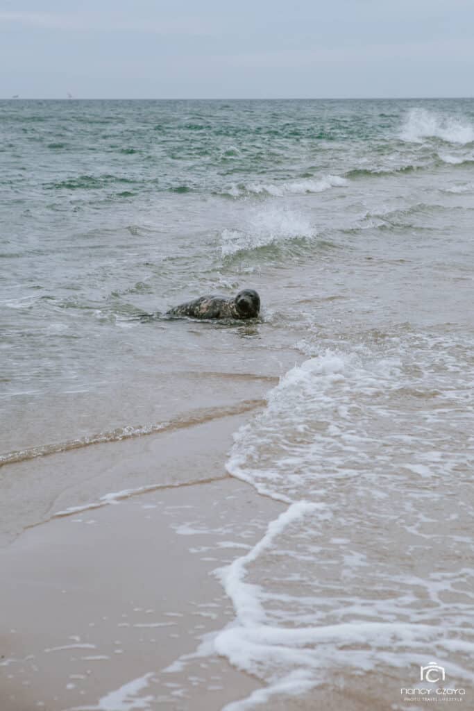 Landespitze Grenen mit Seehund im Meer zwischen Nord- & Ostsee