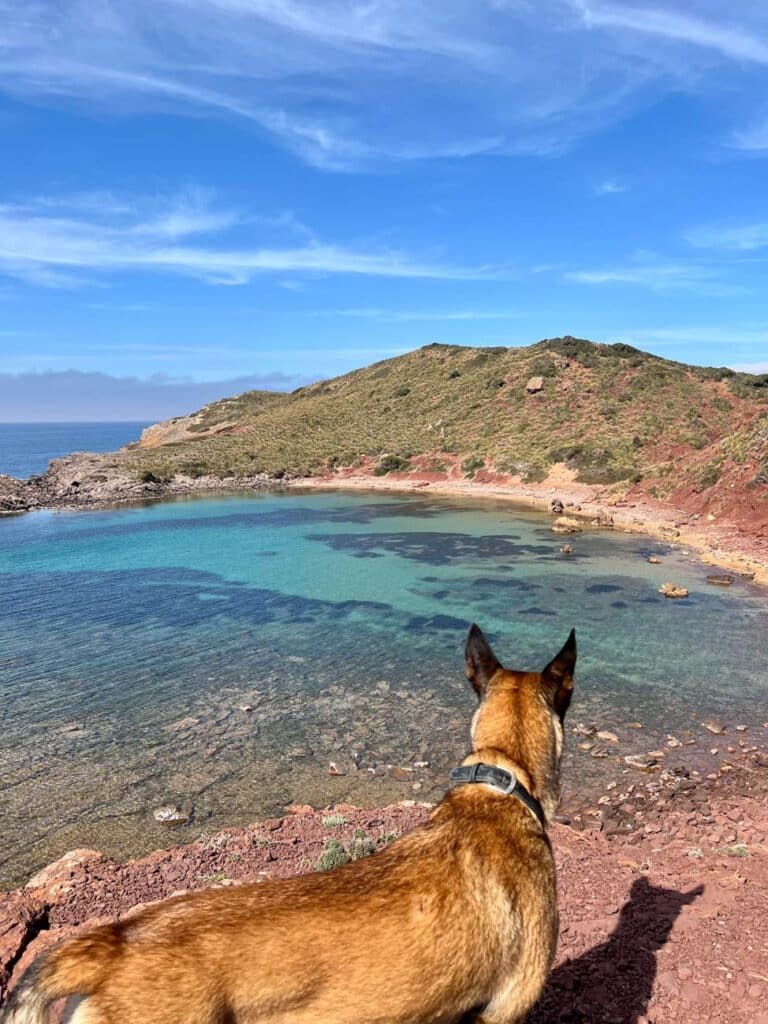 Leben und Arbeiten im Mercedes-Sprinter-Campervan mit Hund