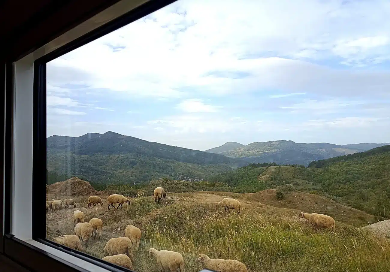 Blick aus einem Wohnmobilfenster auf eine Schafherde in hügeliger Landschaft in Rumänien