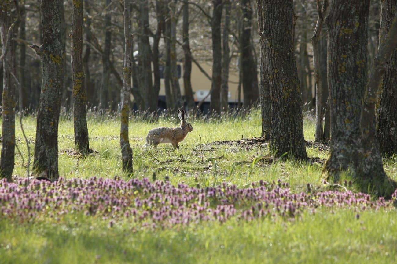 Feldhase zwischen Bäumen und Frühlingsblumen in Ungarn