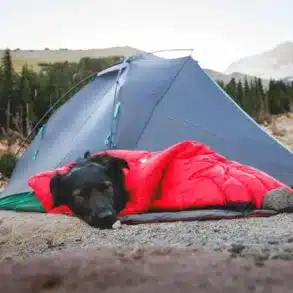 Schwarzer Hund liegt beim Camping in einer roten isolierten Hundedecke vor einem Zelt.