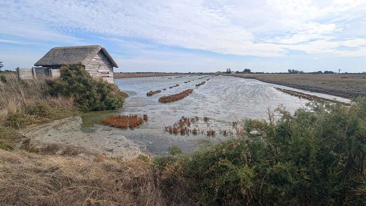Saline