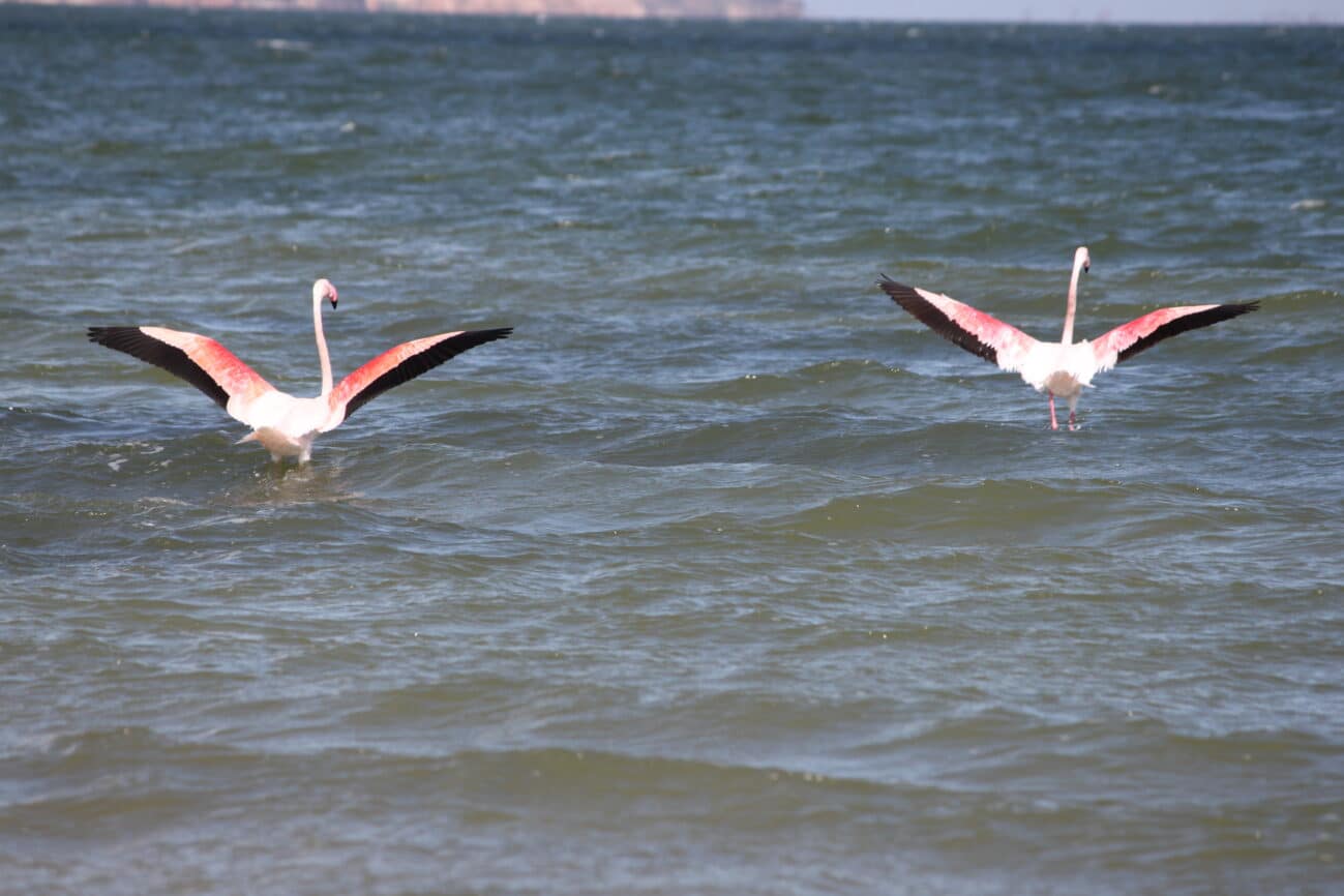 Zwei Flamingos im Wasser während unserer Wohnmobilreise durch Griechenland